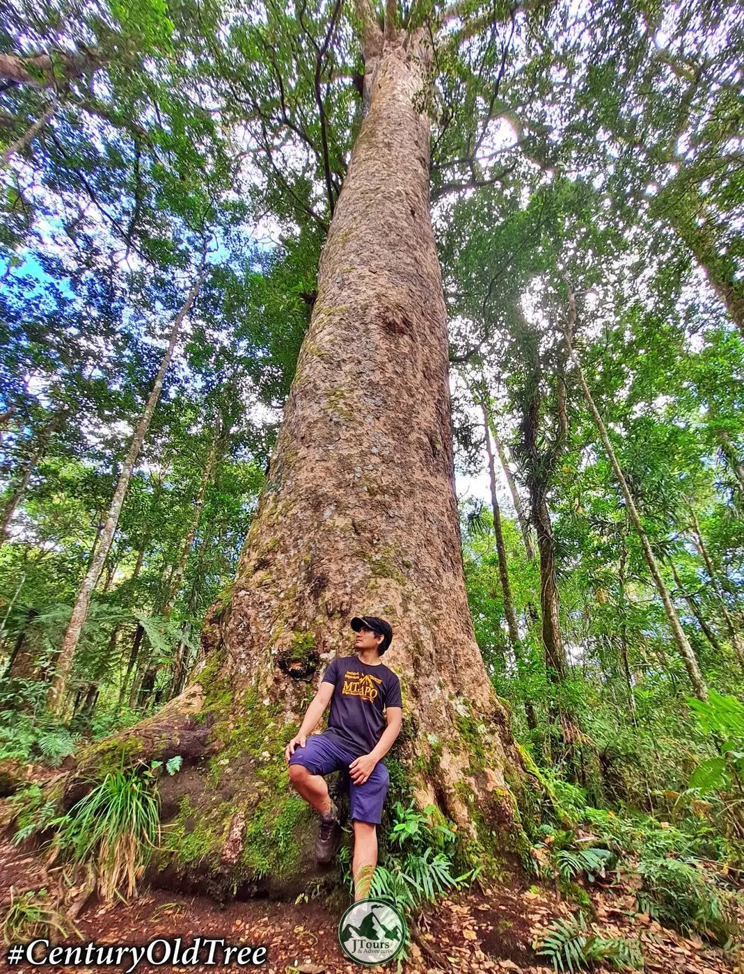 Hiker standing beside a century-old tree