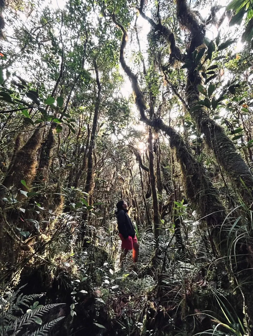 Mt. Hamiguitan Trek